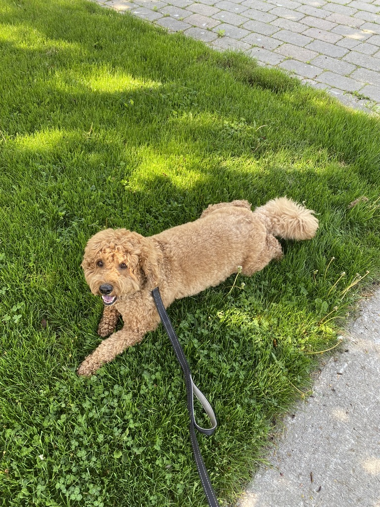 Dog